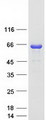 CPNE6 / N-COPINE Protein - Purified recombinant protein CPNE6 was analyzed by SDS-PAGE gel and Coomassie Blue Staining