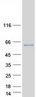 CPNE8 / Copine VIII Protein - Purified recombinant protein CPNE8 was analyzed by SDS-PAGE gel and Coomassie Blue Staining