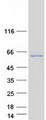 CPNE8 / Copine VIII Protein - Purified recombinant protein CPNE8 was analyzed by SDS-PAGE gel and Coomassie Blue Staining