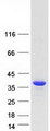 CPPED1 Protein - Purified recombinant protein CPPED1 was analyzed by SDS-PAGE gel and Coomassie Blue Staining