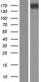 CPS1 Protein - Western validation with an anti-DDK antibody * L: Control HEK293 lysate R: Over-expression lysate