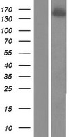 CPSF160 / CPSF1 Protein - Western validation with an anti-DDK antibody * L: Control HEK293 lysate R: Over-expression lysate