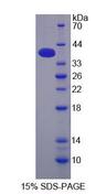 CPSF160 / CPSF1 Protein - Recombinant  Cleavage And Polyadenylation Specific Factor 1 By SDS-PAGE