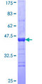 CPSF2 Protein - 12.5% SDS-PAGE Stained with Coomassie Blue