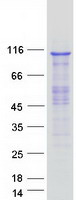 CPSF2 Protein - Purified recombinant protein CPSF2 was analyzed by SDS-PAGE gel and Coomassie Blue Staining