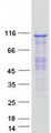 CPSF2 Protein - Purified recombinant protein CPSF2 was analyzed by SDS-PAGE gel and Coomassie Blue Staining