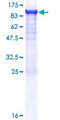 CPSF3 / CPSF Protein - 12.5% SDS-PAGE of human CPSF3 stained with Coomassie Blue