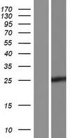 CPSF4L Protein - Western validation with an anti-DDK antibody * L: Control HEK293 lysate R: Over-expression lysate