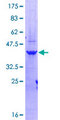 CPSF6 Protein - 12.5% SDS-PAGE Stained with Coomassie Blue.