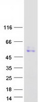 CPSF6 Protein - Purified recombinant protein CPSF6 was analyzed by SDS-PAGE gel and Coomassie Blue Staining