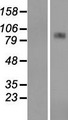 CPT1A Protein - Western validation with an anti-DDK antibody * L: Control HEK293 lysate R: Over-expression lysate