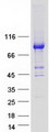 CPT1A Protein - Purified recombinant protein CPT1A was analyzed by SDS-PAGE gel and Coomassie Blue Staining