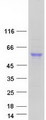 CPVL Protein - Purified recombinant protein CPVL was analyzed by SDS-PAGE gel and Coomassie Blue Staining