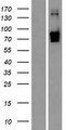 CPXM1 / CPXM Protein - Western validation with an anti-DDK antibody * L: Control HEK293 lysate R: Over-expression lysate