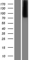 CPXM1 / CPXM Protein - Western validation with an anti-DDK antibody * L: Control HEK293 lysate R: Over-expression lysate