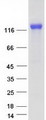 CR2 / CD21 Protein - Purified recombinant protein CR2 was analyzed by SDS-PAGE gel and Coomassie Blue Staining