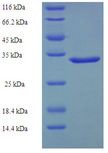 CR6 / GADD45G Protein