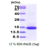CR6 / GADD45G Protein