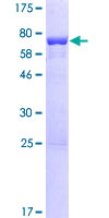CRACR2A / EFCAB4B Protein - 12.5% SDS-PAGE of human EFCAB4B stained with Coomassie Blue