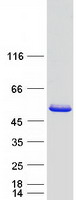 CRACR2A / EFCAB4B Protein - Purified recombinant protein CRACR2A was analyzed by SDS-PAGE gel and Coomassie Blue Staining