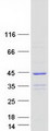 CRACR2B / EFCAB4A Protein - Purified recombinant protein CRACR2B was analyzed by SDS-PAGE gel and Coomassie Blue Staining