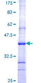 CRBN / Cereblon Protein - 12.5% SDS-PAGE Stained with Coomassie Blue.