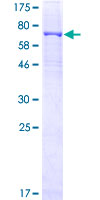 CRBN / Cereblon Protein - 12.5% SDS-PAGE of human CRBN stained with Coomassie Blue