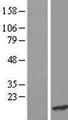 CRCP / CGRP Receptor Component Protein - Western validation with an anti-DDK antibody * L: Control HEK293 lysate R: Over-expression lysate