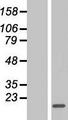 CRCP / CGRP Receptor Component Protein - Western validation with an anti-DDK antibody * L: Control HEK293 lysate R: Over-expression lysate