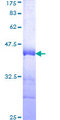 CRCP / CGRP Receptor Component Protein - 12.5% SDS-PAGE Stained with Coomassie Blue.