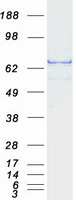 CRD-BP / ZBP1 / IGF2BP1 Protein - Purified recombinant protein IGF2BP1 was analyzed by SDS-PAGE gel and Coomassie Blue Staining