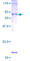 CREB1 / CREB Protein - 12.5% SDS-PAGE of human CREB1 stained with Coomassie Blue
