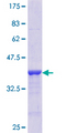 CREB1 / CREB Protein - 12.5% SDS-PAGE Stained with Coomassie Blue.