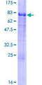 CREB3 / LZIP Protein - 12.5% SDS-PAGE of human CREB3 stained with Coomassie Blue