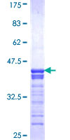 CREB3 / LZIP Protein - 12.5% SDS-PAGE Stained with Coomassie Blue.