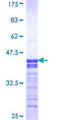 CREB3 / LZIP Protein - 12.5% SDS-PAGE Stained with Coomassie Blue.