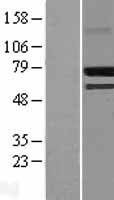 CREB3L2 / BBF2H7 Protein - Western validation with an anti-DDK antibody * L: Control HEK293 lysate R: Over-expression lysate