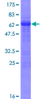 CREB3L2 / BBF2H7 Protein - 12.5% SDS-PAGE of human CREB3L2 stained with Coomassie Blue