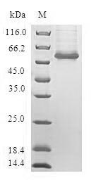 CREB3L2 / BBF2H7 Protein - (Tris-Glycine gel) Discontinuous SDS-PAGE (reduced) with 5% enrichment gel and 15% separation gel.