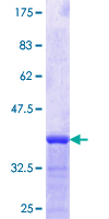 CREB3L2 / BBF2H7 Protein - 12.5% SDS-PAGE Stained with Coomassie Blue.