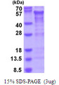 CREB3L2 / BBF2H7 Protein