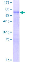 CREB3L4 / AIBZIP Protein - 12.5% SDS-PAGE of human CREB3L4 stained with Coomassie Blue