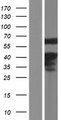 CREB5 Protein - Western validation with an anti-DDK antibody * L: Control HEK293 lysate R: Over-expression lysate
