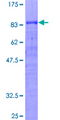 CREB5 Protein - 12.5% SDS-PAGE of human CREB5 stained with Coomassie Blue