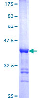 CREB5 Protein - 12.5% SDS-PAGE Stained with Coomassie Blue.