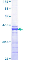 CREBBP / CREB Binding Protein Protein - 12.5% SDS-PAGE Stained with Coomassie Blue.