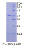 CREBBP / CREB Binding Protein Protein - Recombinant CREB Binding Protein By SDS-PAGE
