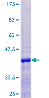 CREBL2 Protein - 12.5% SDS-PAGE of human CREBL2 stained with Coomassie Blue