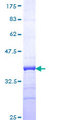 CREBL2 Protein - 12.5% SDS-PAGE Stained with Coomassie Blue.