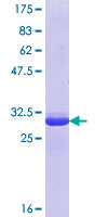 CREBZF / Zhangfei Protein - 12.5% SDS-PAGE Stained with Coomassie Blue.